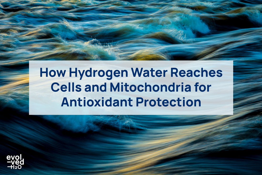 how hydrogen water diffuses in to mitochondria